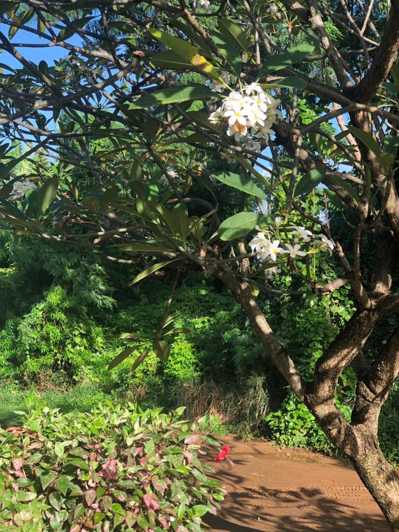 Pousada Boldro Home Fernando de Noronha Dış mekan fotoğraf